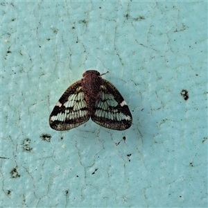 Scolypopa australis (Passionvine hopper, Fluffy bum) at Watson, ACT by abread111