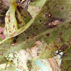 Scolypopa australis at Watson, ACT - 19 Dec 2024