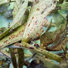 Diomus notescens (Little two-spotted ladybird) at Watson, ACT - 18 Dec 2024 by abread111