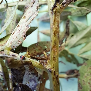 Diomus notescens at Watson, ACT - 19 Dec 2024