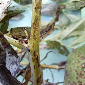 Diomus notescens at Watson, ACT - 19 Dec 2024