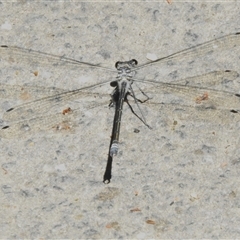 Austroargiolestes sp. (genus) (Flatwing) at Paddys River, ACT - 20 Dec 2024 by JohnBundock