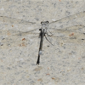 Austroargiolestes calcaris at Paddys River, ACT by JohnBundock