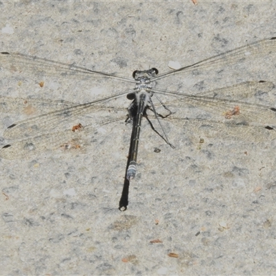 Austroargiolestes sp. (genus) (Flatwing) at Paddys River, ACT - 20 Dec 2024 by JohnBundock