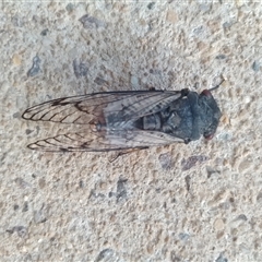 Psaltoda moerens (Redeye cicada) at McKellar, ACT - 9 Dec 2024 by Amata