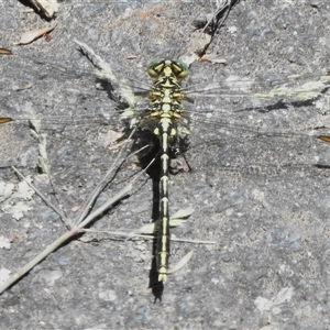 Austrogomphus guerini (Yellow-striped Hunter) at Paddys River, ACT by JohnBundock