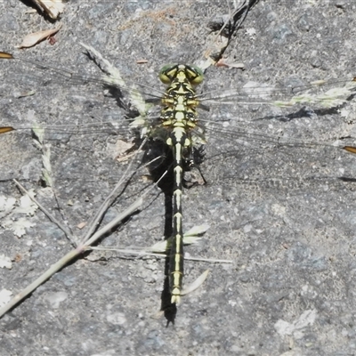 Austrogomphus guerini (Yellow-striped Hunter) at Paddys River, ACT - 20 Dec 2024 by JohnBundock