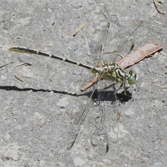 Austrogomphus guerini at Paddys River, ACT - 20 Dec 2024