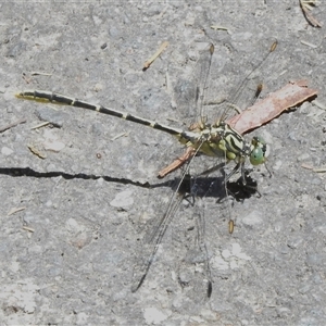 Austrogomphus guerini at Paddys River, ACT - 20 Dec 2024 12:09 PM