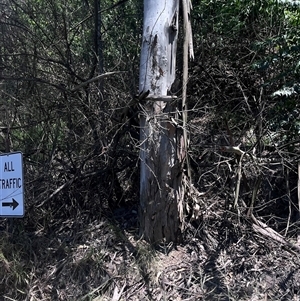 Eucalyptus benthamii at Brownlow Hill, NSW by BeckBrownlowHill