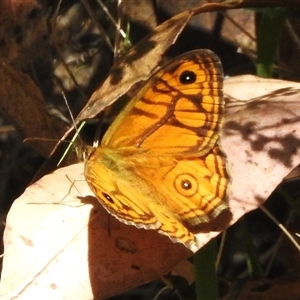 Geitoneura acantha (Ringed Xenica) at Paddys River, ACT by JohnBundock