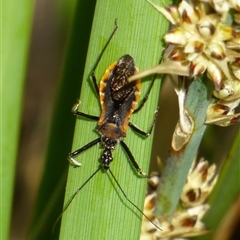 Gminatus australis (Orange assassin bug) at West Hobart, TAS - 20 Dec 2024 by VanessaC