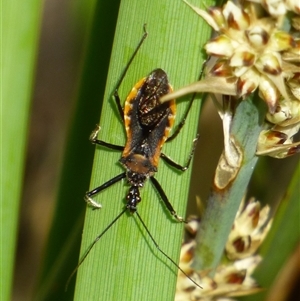 Gminatus australis (Orange assassin bug) at West Hobart, TAS by VanessaC