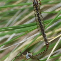 Leptogaster sp. (genus) (Robber fly) at Mount Stuart, TAS - 20 Dec 2024 by VanessaC