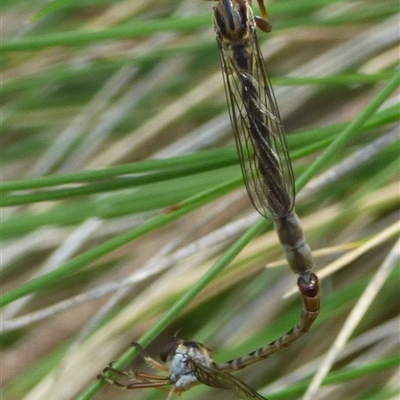 Leptogaster sp. (genus) (Robber fly) at Mount Stuart, TAS - 20 Dec 2024 by VanessaC