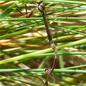 Leptogaster sp. (genus) at Mount Stuart, TAS - 20 Dec 2024 02:25 PM