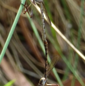 Leptogaster sp. (genus) at Mount Stuart, TAS - 20 Dec 2024 02:25 PM