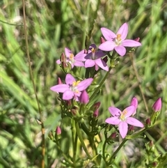 Centaurium erythraea (Common Centaury) at Grabben Gullen, NSW - 18 Dec 2024 by JaneR