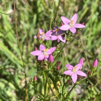 Centaurium tenuiflorum at Grabben Gullen, NSW - 18 Dec 2024 by JaneR