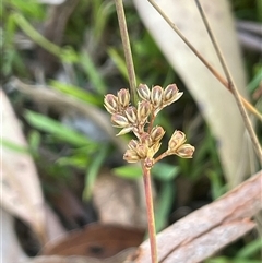 Juncus filicaulis (Thread Rush) at Grabben Gullen, NSW - 18 Dec 2024 by JaneR