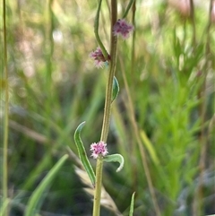 Haloragis heterophylla (Variable Raspwort) at Grabben Gullen, NSW - 18 Dec 2024 by JaneR