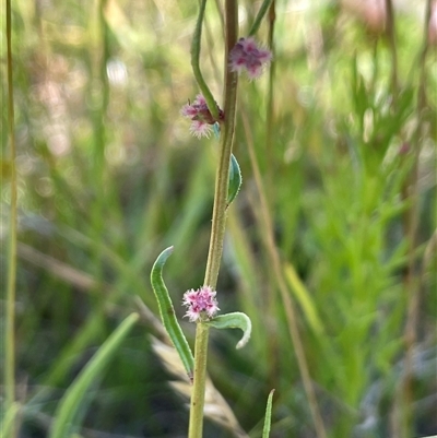 Haloragis heterophylla at Grabben Gullen, NSW - 18 Dec 2024 by JaneR