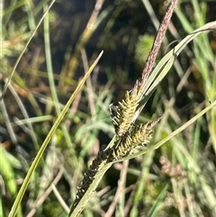 Carex gaudichaudiana (Fen Sedge) at Grabben Gullen, NSW - 18 Dec 2024 by JaneR