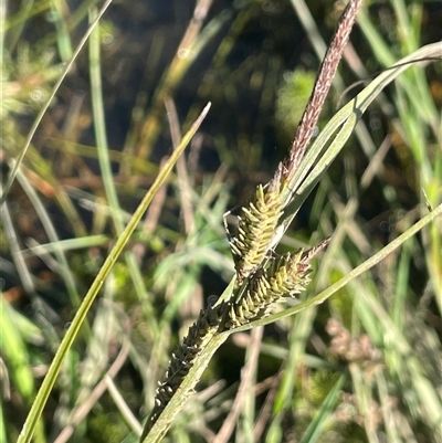 Carex gaudichaudiana (Fen Sedge) at Grabben Gullen, NSW - 18 Dec 2024 by JaneR