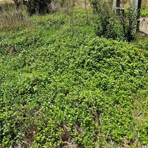 Vinca major at Breadalbane, NSW - 20 Dec 2024