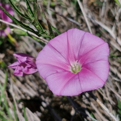 Convolvulus angustissimus subsp. angustissimus (Australian Bindweed) at Breadalbane, NSW - 20 Dec 2024 by trevorpreston