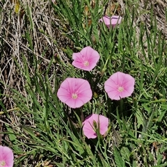 Convolvulus angustissimus subsp. angustissimus at Breadalbane, NSW - 20 Dec 2024