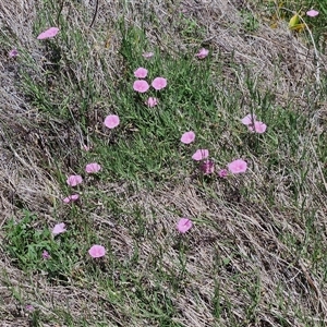 Convolvulus angustissimus subsp. angustissimus at Breadalbane, NSW - 20 Dec 2024