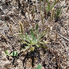 Plantago coronopus (Buck's-Horn Plantain) at Breadalbane, NSW - 20 Dec 2024 by trevorpreston