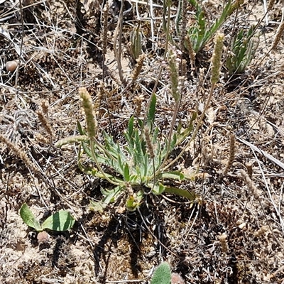 Plantago coronopus (Buck's-Horn Plantain) at Breadalbane, NSW - 20 Dec 2024 by trevorpreston