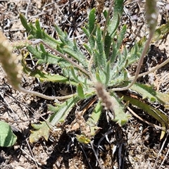 Plantago coronopus at Breadalbane, NSW - 20 Dec 2024 01:40 PM