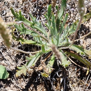 Plantago coronopus at Breadalbane, NSW - 20 Dec 2024 01:40 PM