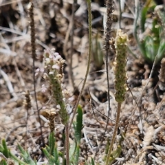 Plantago coronopus at Breadalbane, NSW - 20 Dec 2024 01:40 PM