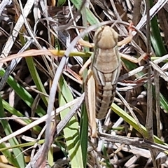 Praxibulus sp. (genus) (A grasshopper) at Breadalbane, NSW - 20 Dec 2024 by trevorpreston