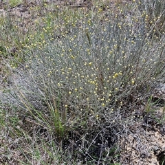 Calocephalus citreus (Lemon Beauty Heads) at Breadalbane, NSW - 20 Dec 2024 by trevorpreston