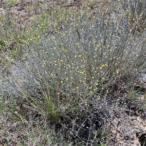 Calocephalus citreus (Lemon Beauty Heads) at Breadalbane, NSW by trevorpreston