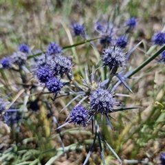 Eryngium ovinum (Blue Devil) at Breadalbane, NSW - 20 Dec 2024 by trevorpreston