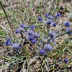 Eryngium ovinum at Breadalbane, NSW - 20 Dec 2024