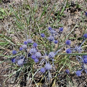 Eryngium ovinum at Breadalbane, NSW - 20 Dec 2024