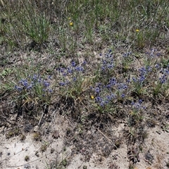 Eryngium ovinum at Breadalbane, NSW - 20 Dec 2024