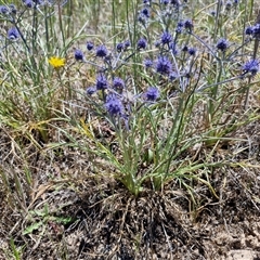 Eryngium ovinum at Breadalbane, NSW - 20 Dec 2024