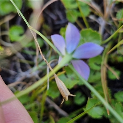 Wahlenbergia planiflora subsp. planiflora (Flat Bluebell) at Breadalbane, NSW - 20 Dec 2024 by trevorpreston