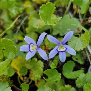 Isotoma fluviatilis subsp. australis at Breadalbane, NSW - 20 Dec 2024 01:29 PM