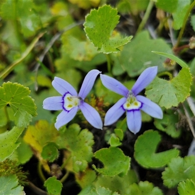 Isotoma fluviatilis subsp. australis (Swamp Isotome) at Breadalbane, NSW - 20 Dec 2024 by trevorpreston