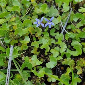 Isotoma fluviatilis subsp. australis at Breadalbane, NSW - 20 Dec 2024 01:29 PM