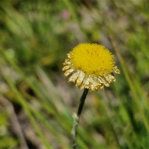 Coronidium gunnianum (Gunn's Everlasting) at Breadalbane, NSW by trevorpreston